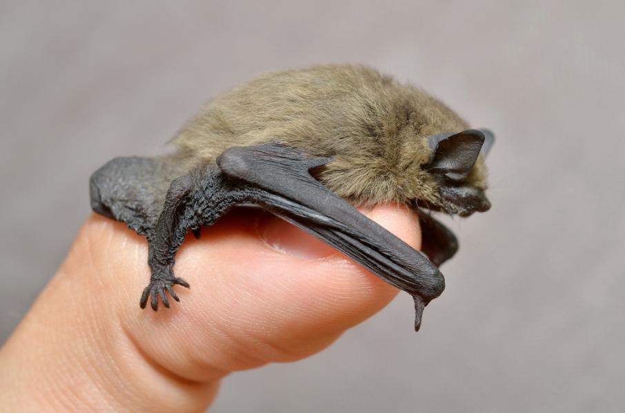 Pipistrelle photo gilles san martin