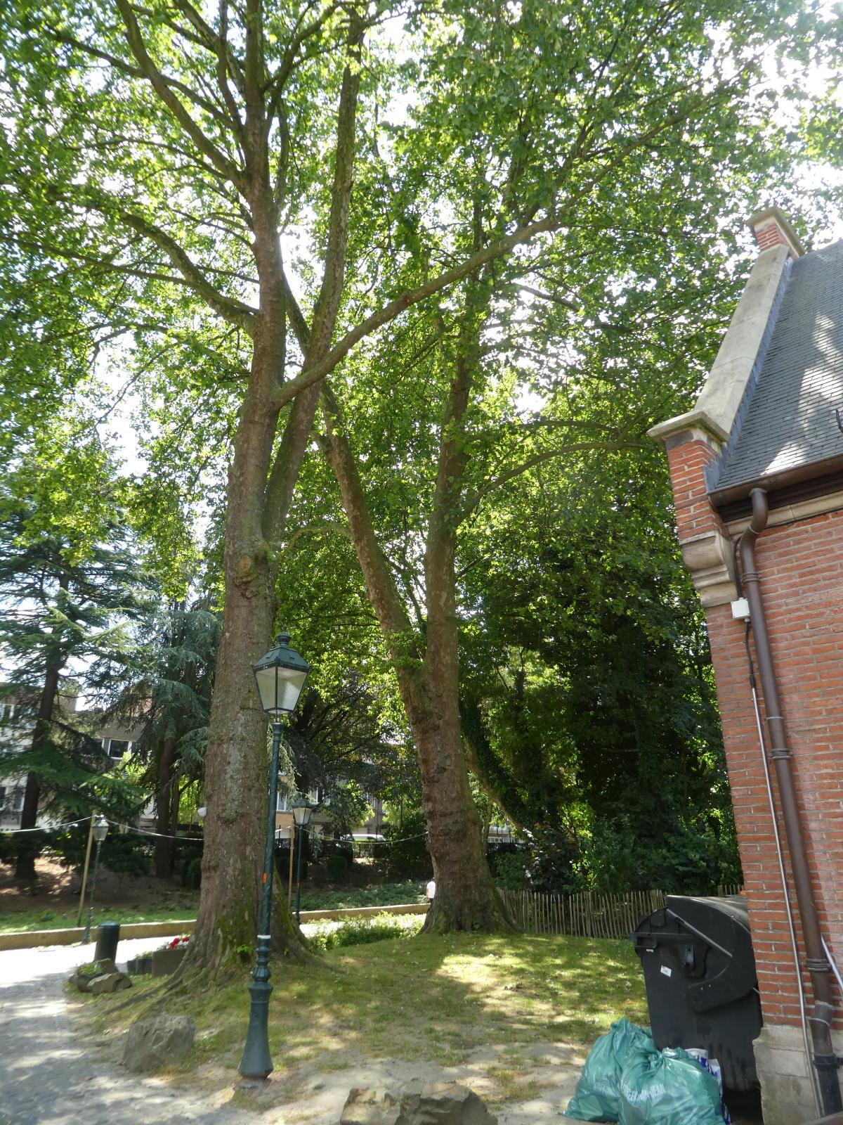 Platanes 1