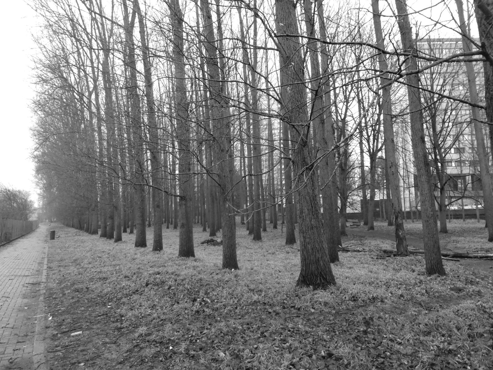 Promenade verte 1