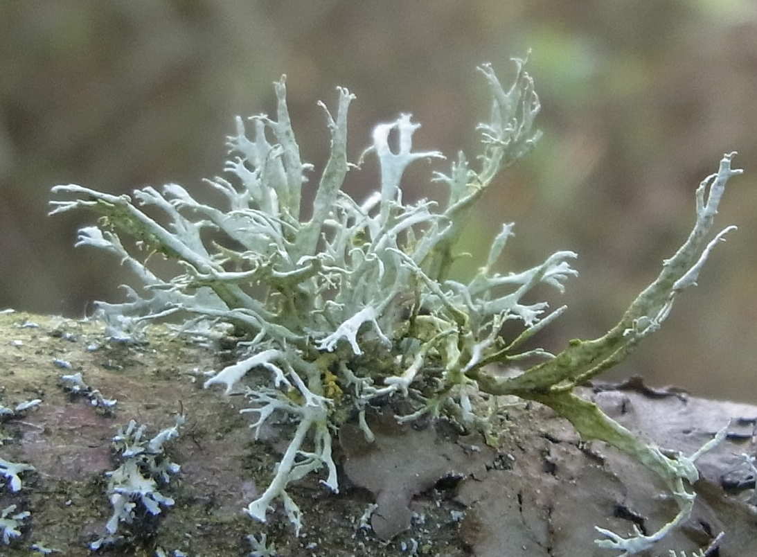 Ramalina farinacea 1