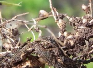 Rhizobium sp 2