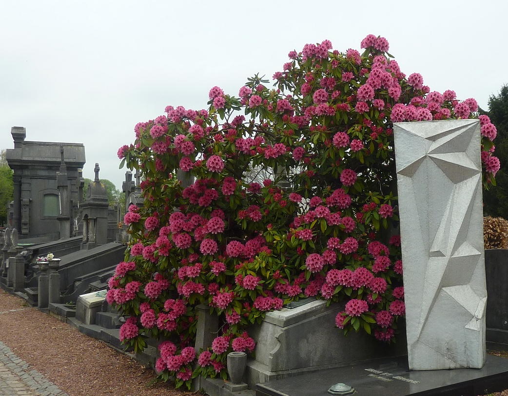 Rhododendron en fleur