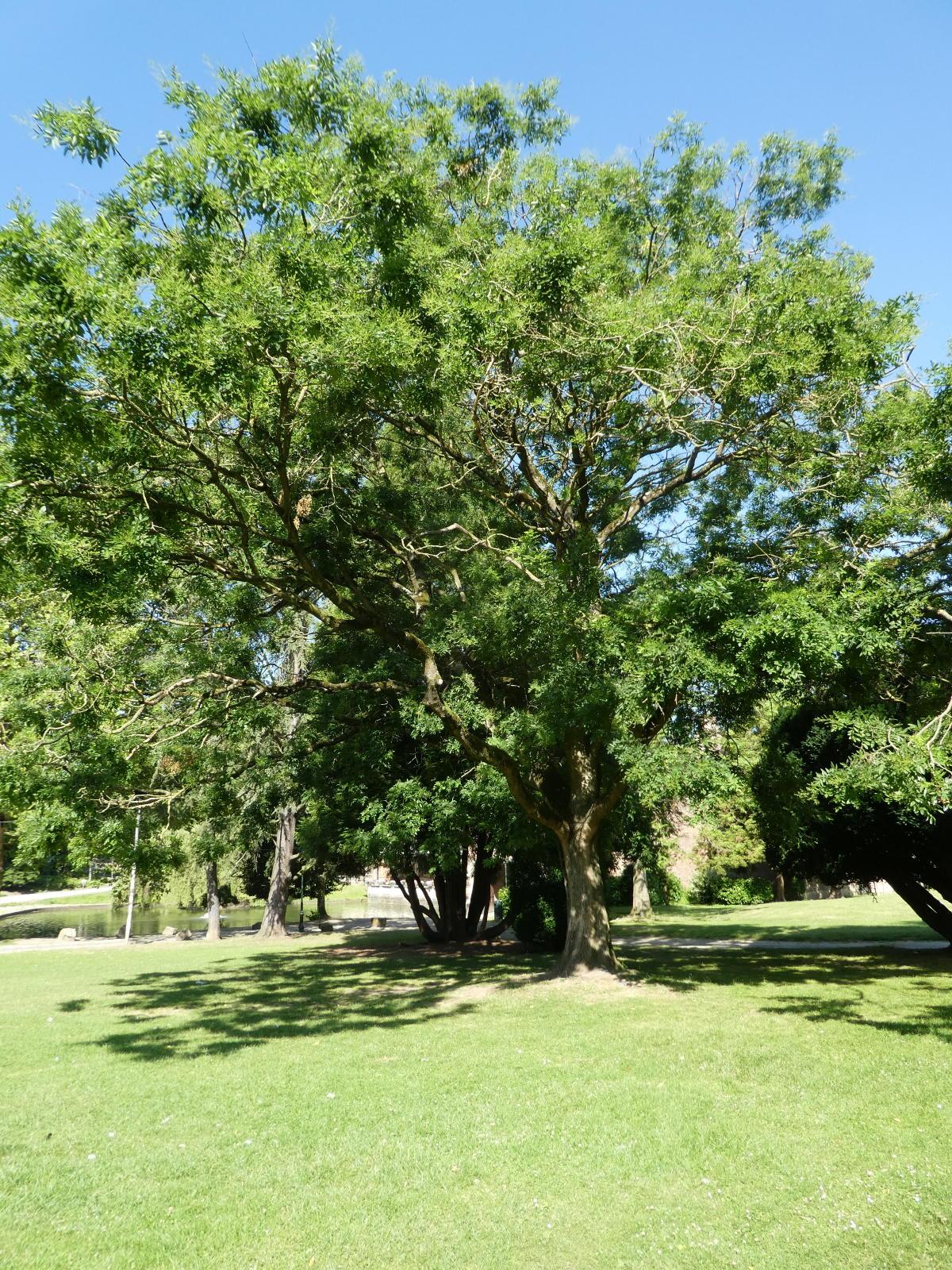 Sophora du japon 3