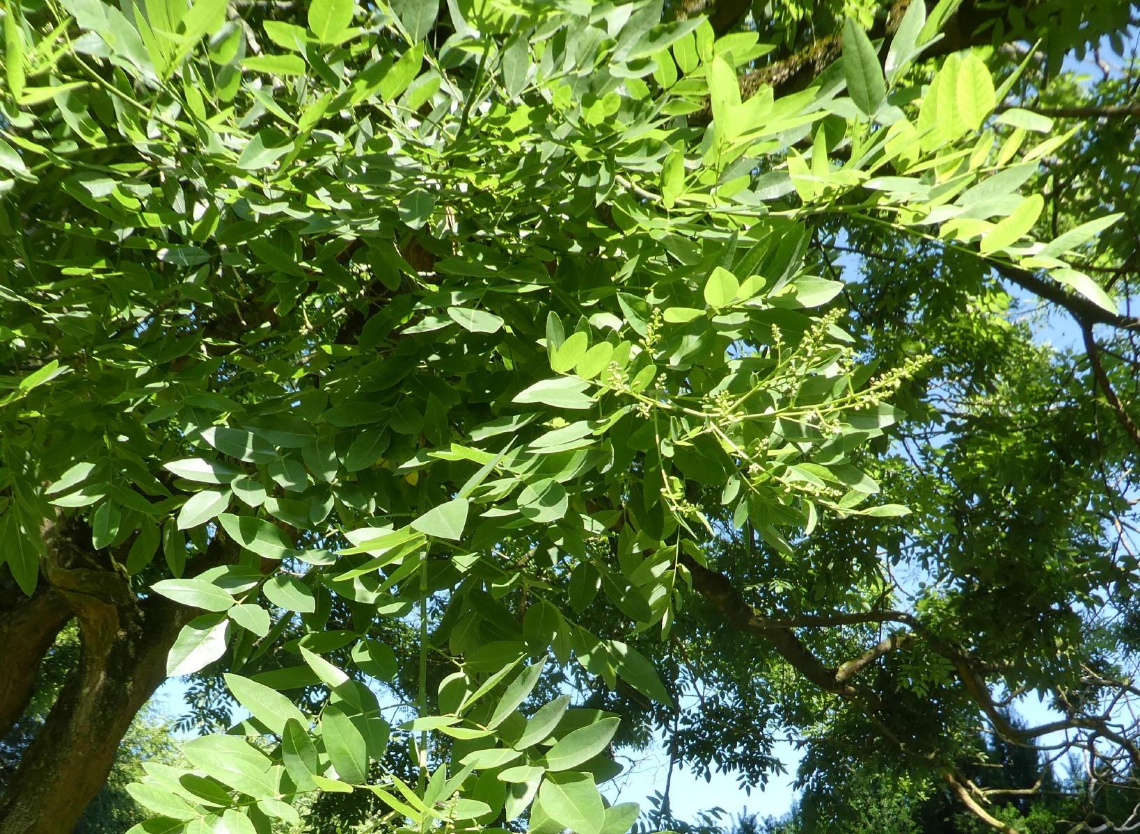 Sophora du japon 4