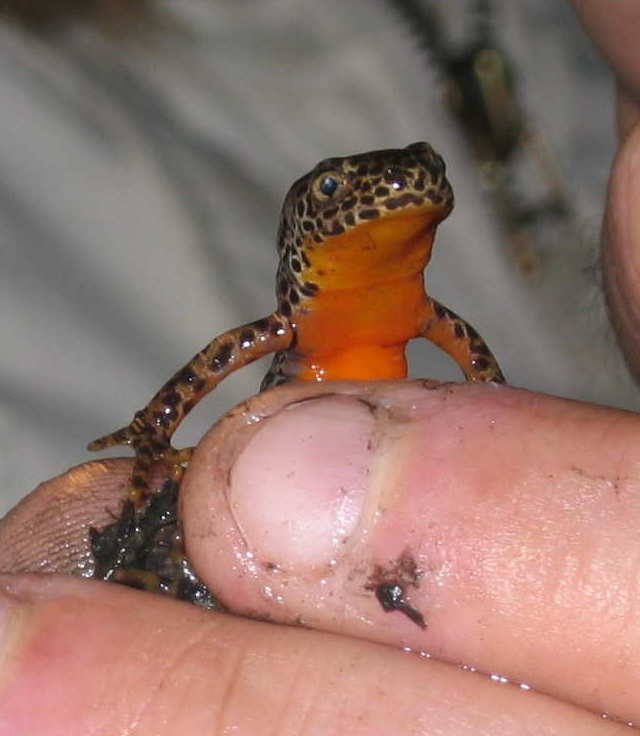 Triturus alpestris femelle 2