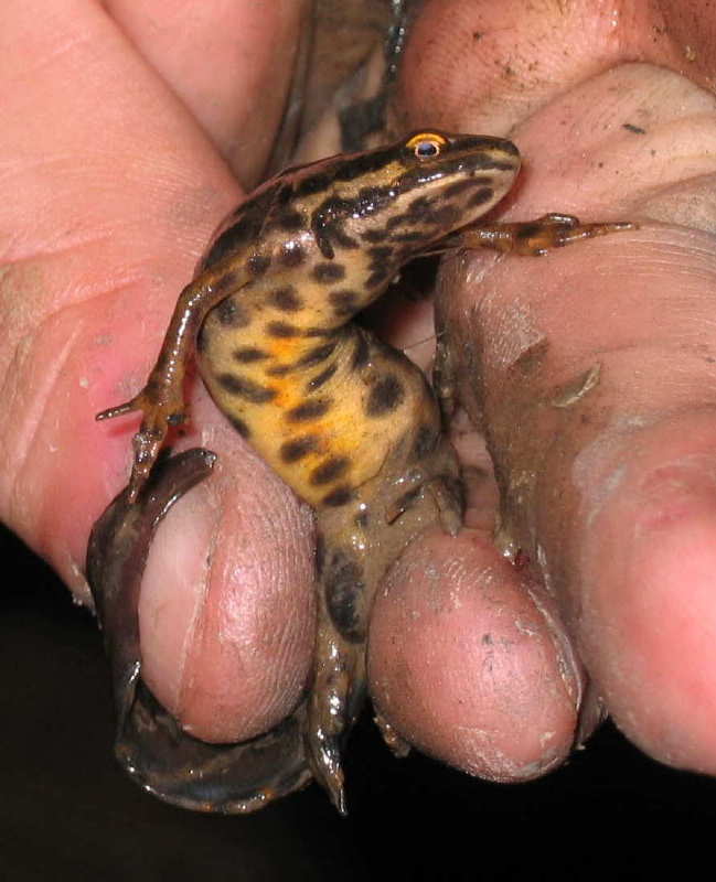 Triturus vulgaris 3