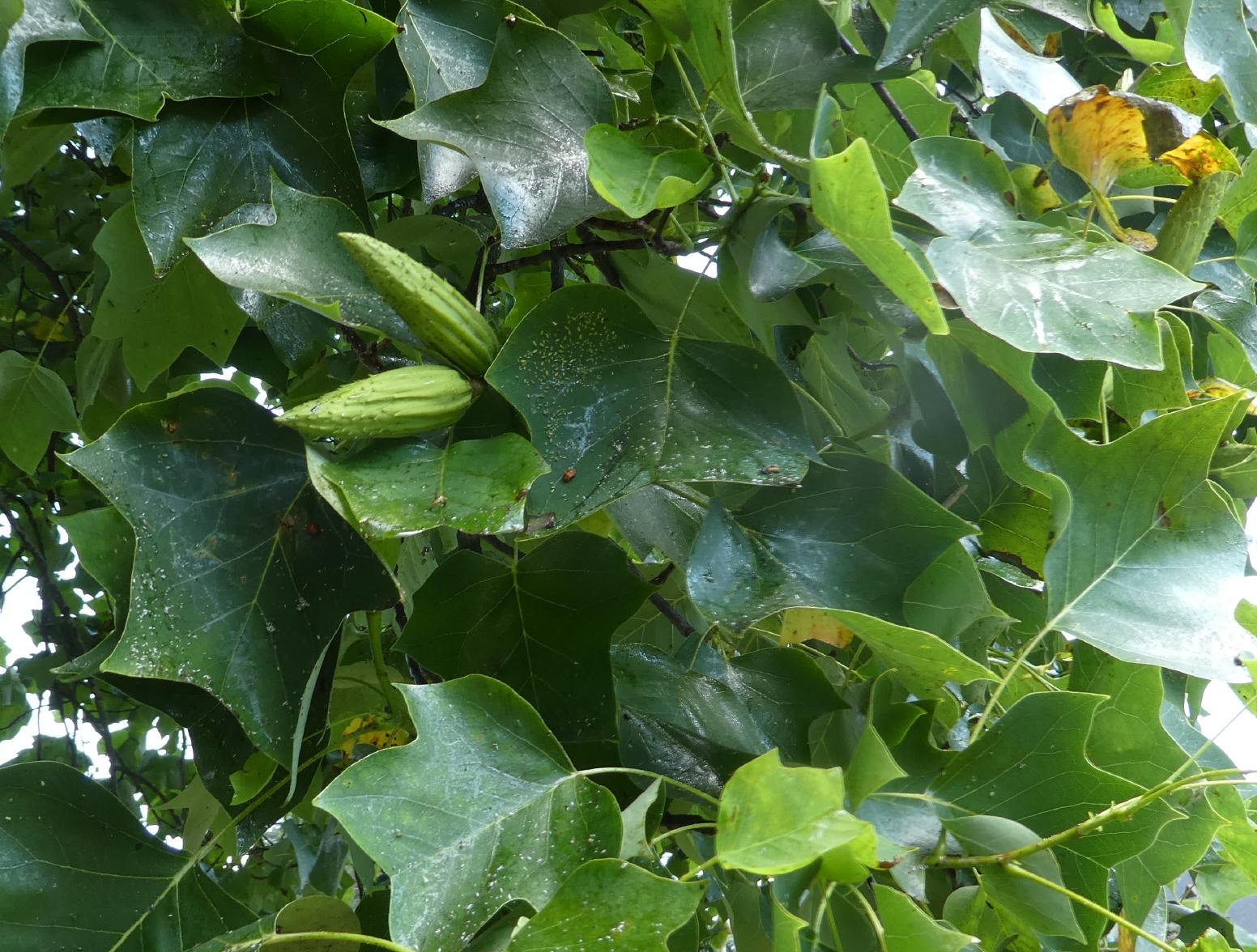 Tulipier de vriginie feuilles et fruits
