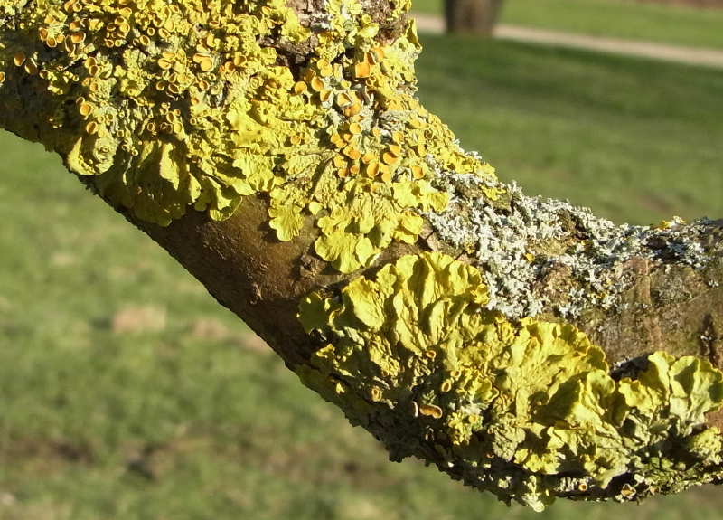 Xanthoria parietina 9