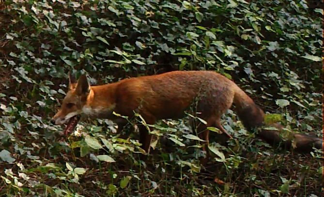 Renard bis