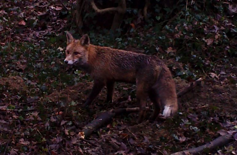 Renard