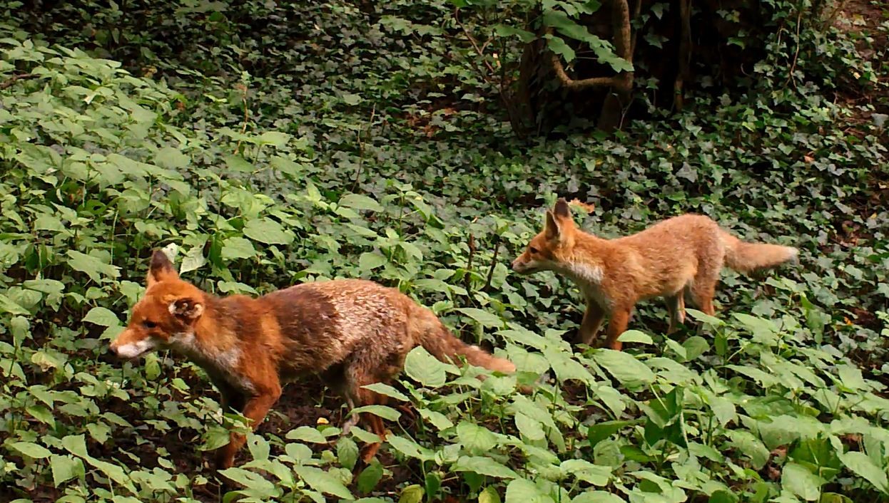 Renards
