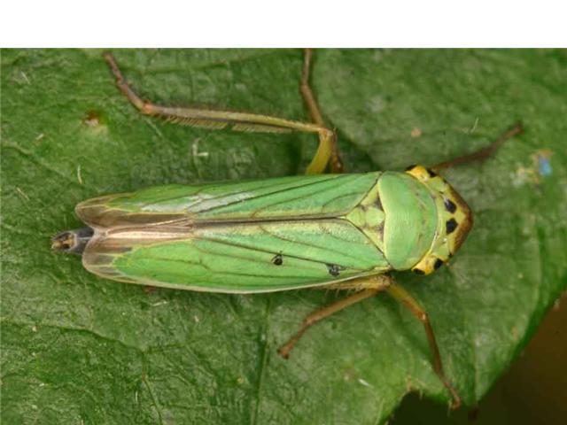 19 cicadella viridis 45 photo j roses