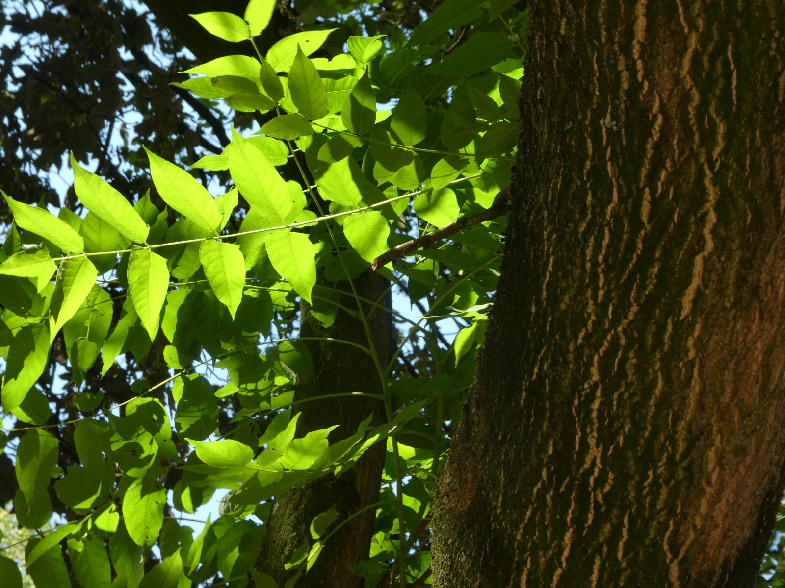 Ailante feuilles et tronc